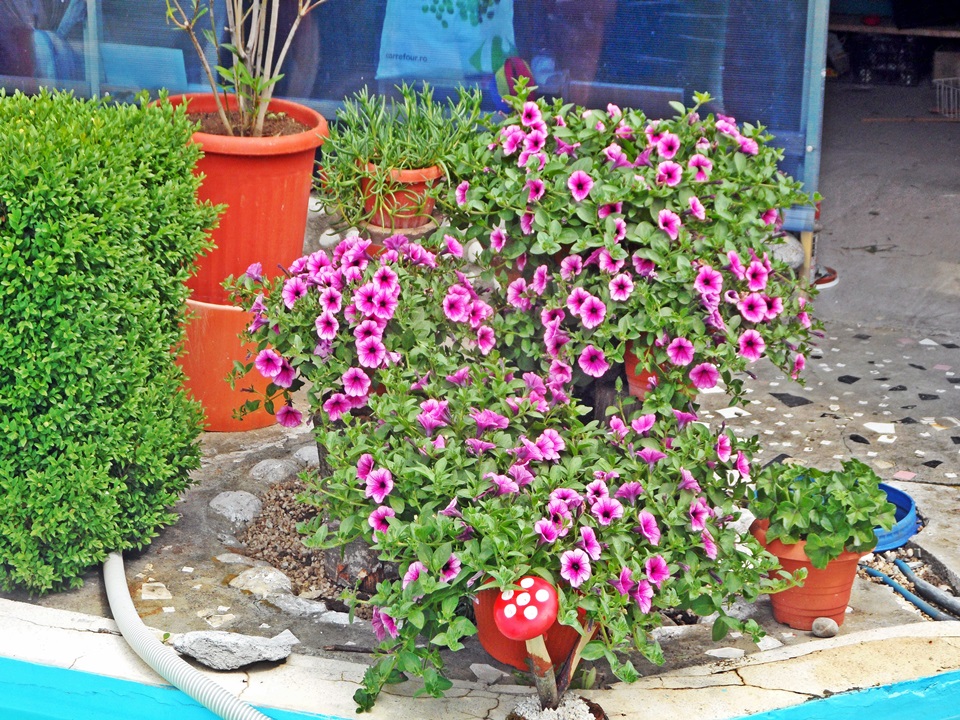 Galerie Foto Gradinita privata Sfantul Spiridon Ploiesti