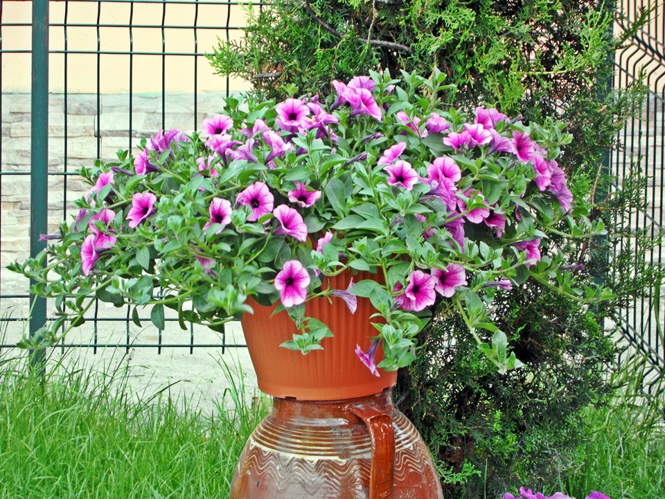 Galerie Foto Gradinita privata Sfantul Spiridon Ploiesti